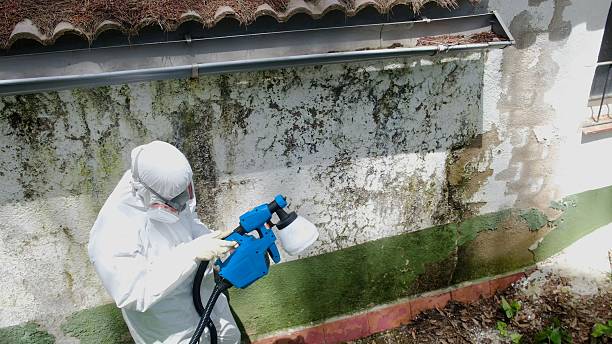 Top rated local Mold Removal specialists in Beccaria, PA